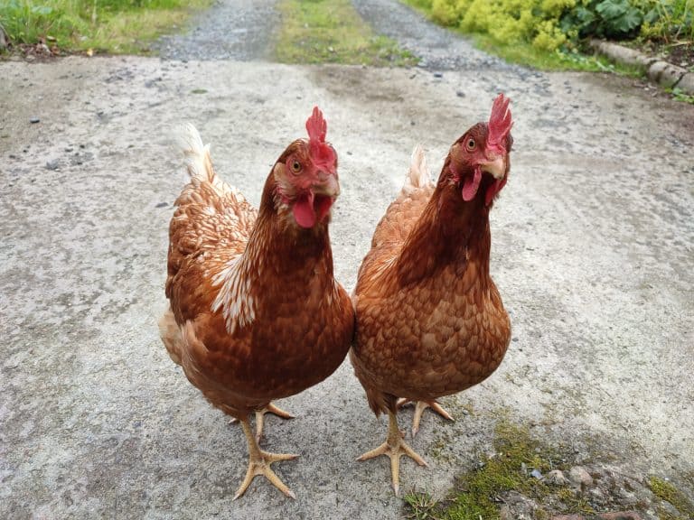 Keeping Chickens - Top 5 Questions 2 Two Roosters saying hello