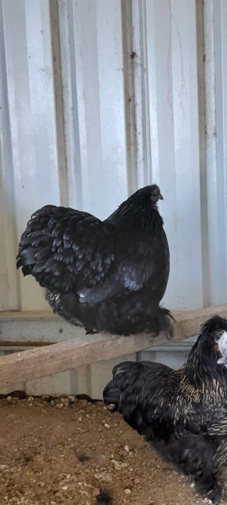 Chicken Topics - Coming Soon with Pictures of chickens and One Silky Rooster