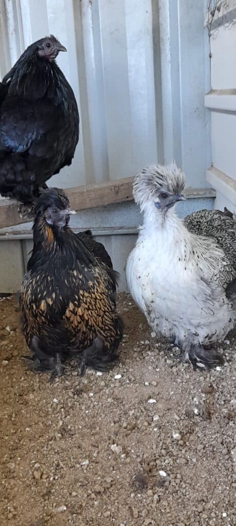 Chicken Topics - Coming Soon with Pictures of chickens and One Silky Rooster