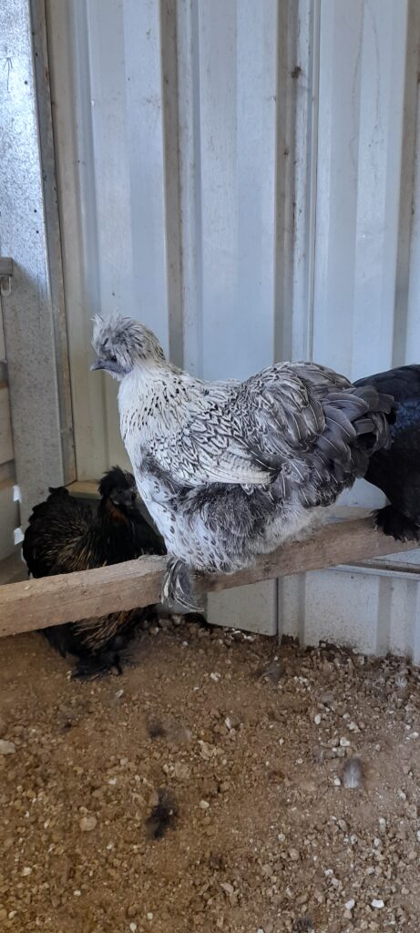 Chicken Topics - Coming Soon with Pictures of chickens and One Silky Rooster