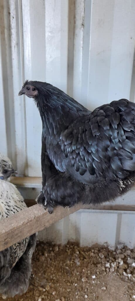 Pekin Black Hen with a fluffy butt - she is laying eggs daily at the moment