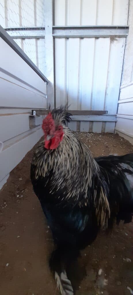 Chicken Topics - Coming Soon with Pictures of chickens and One Silky Rooster