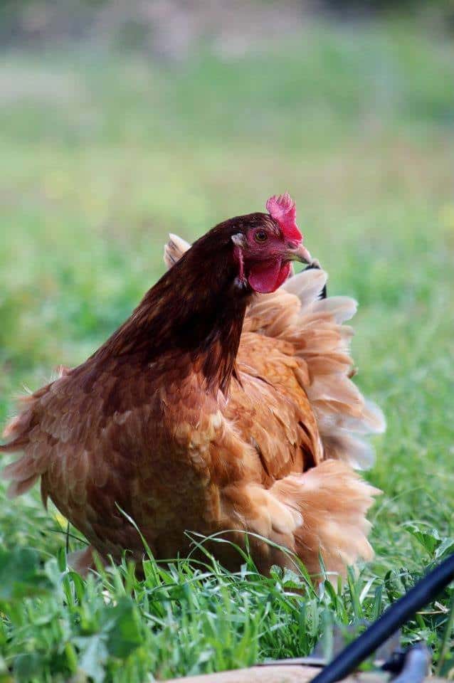 Chicken Care ~ Home Page of Backyard Chickens ~ Isa Brown hen named Henrietta Hen - Backyard Chickens