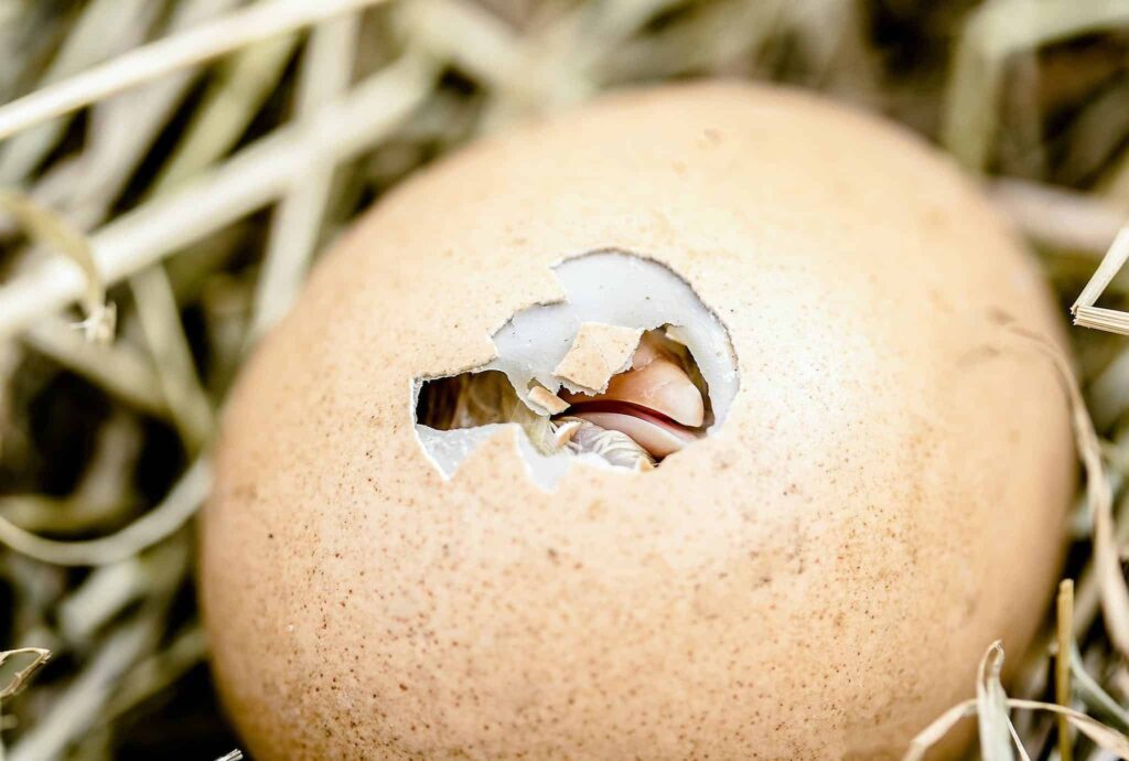 Fertilized ~ 7 Eye Opening Chicken Topics Coming Soon Chick Hatching from an Egg - Backyard Chickens