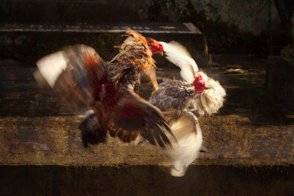 Why Do Roosters Attack Humans? 3 Why Do Roosters Attack Humans ~ roosters attacking Stories from the Farm Chicken Stories - True Stories - Close-Up Photo of Two Chickens Fighting