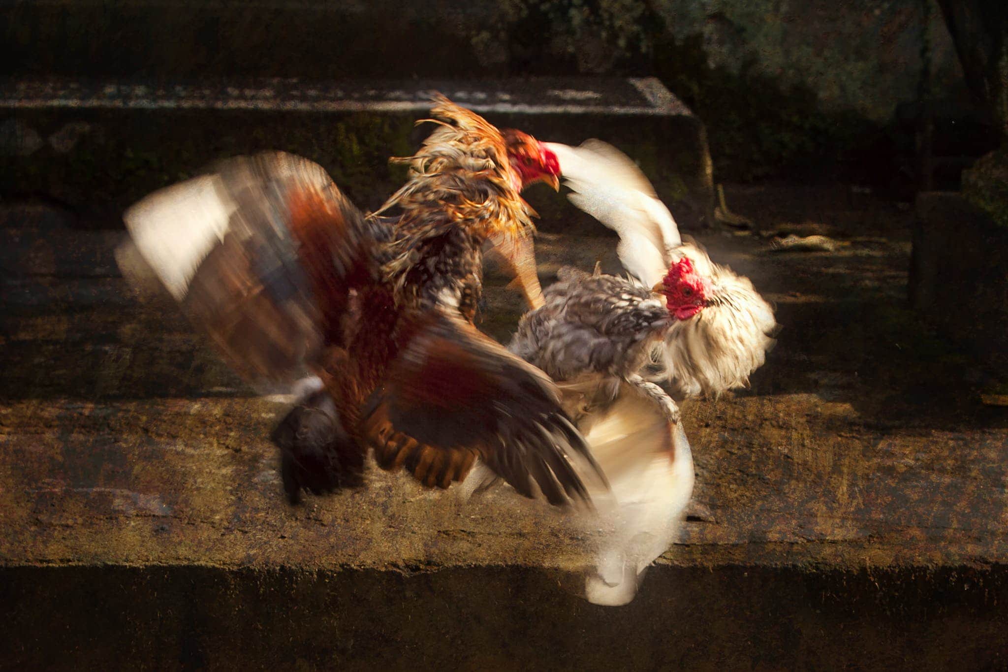 Why Do Roosters Attack Humans ~ roosters attacking Stories from the Farm Chicken Stories - True Stories - Close-Up Photo of Two Chickens Fighting