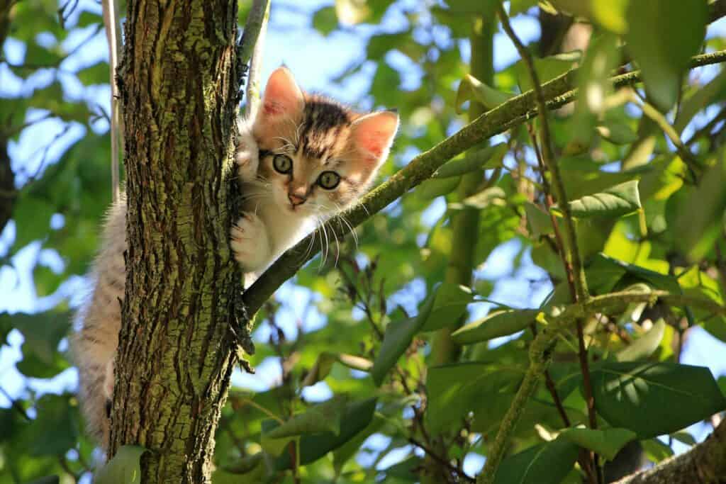 Improve Your Writing 7 Essential Books  Read these books to improve your writing Low Angle View of Cat on Tree