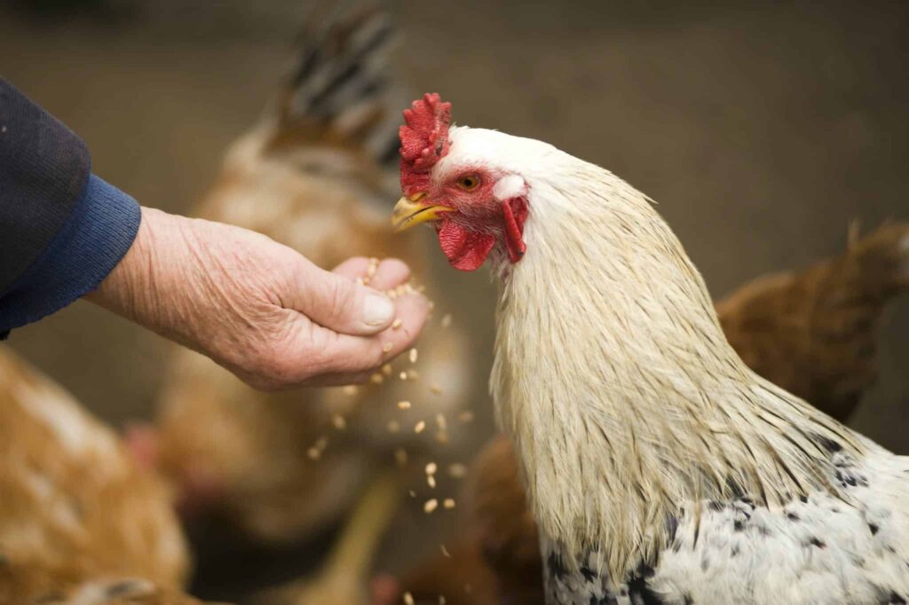 Chicken Care ~ Person Feeding White Chicken Outdoor