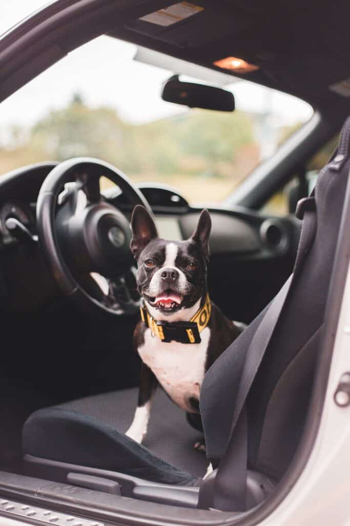 Freewrite ~ Boston Terrier in collar resting on auto seat