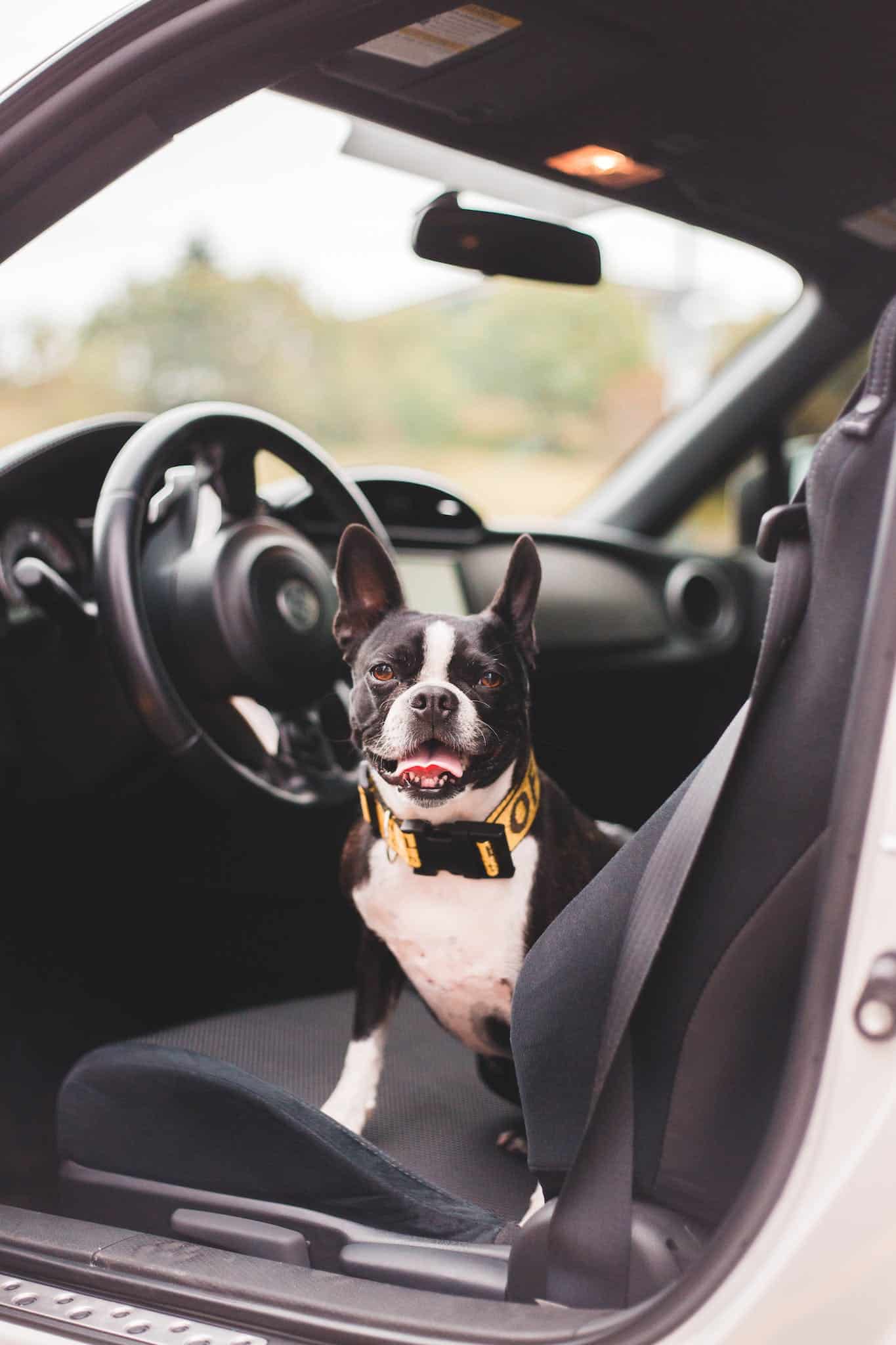 Freewrite ~ Boston Terrier in collar resting on auto seat