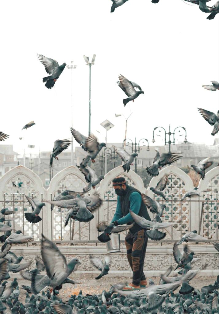 Avian Influenza or Bird Flu ~ A Man Feeding Pigeons