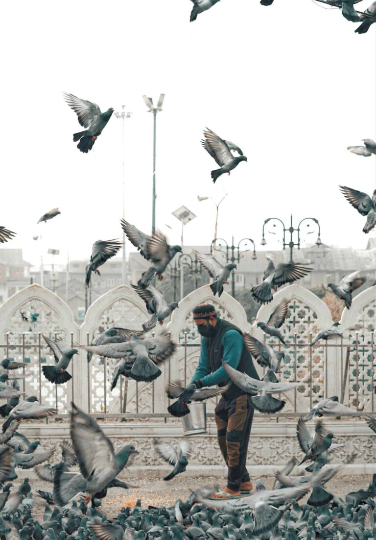 Avian Influenza or Bird Flu ~ A Man Feeding Pigeons