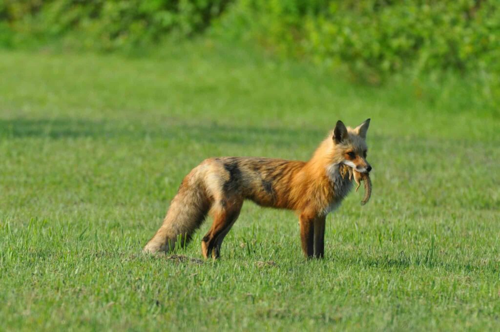 Poultry Flock Protection: Maremma Dogs as Guardians of the Chicken Coop ~ 1 Simple Solution to Safeguard Your Poultry Flock 3 Poultry Flock Protection ~ Photo of a Brown Fox with a Chipmunk on It's Mouth