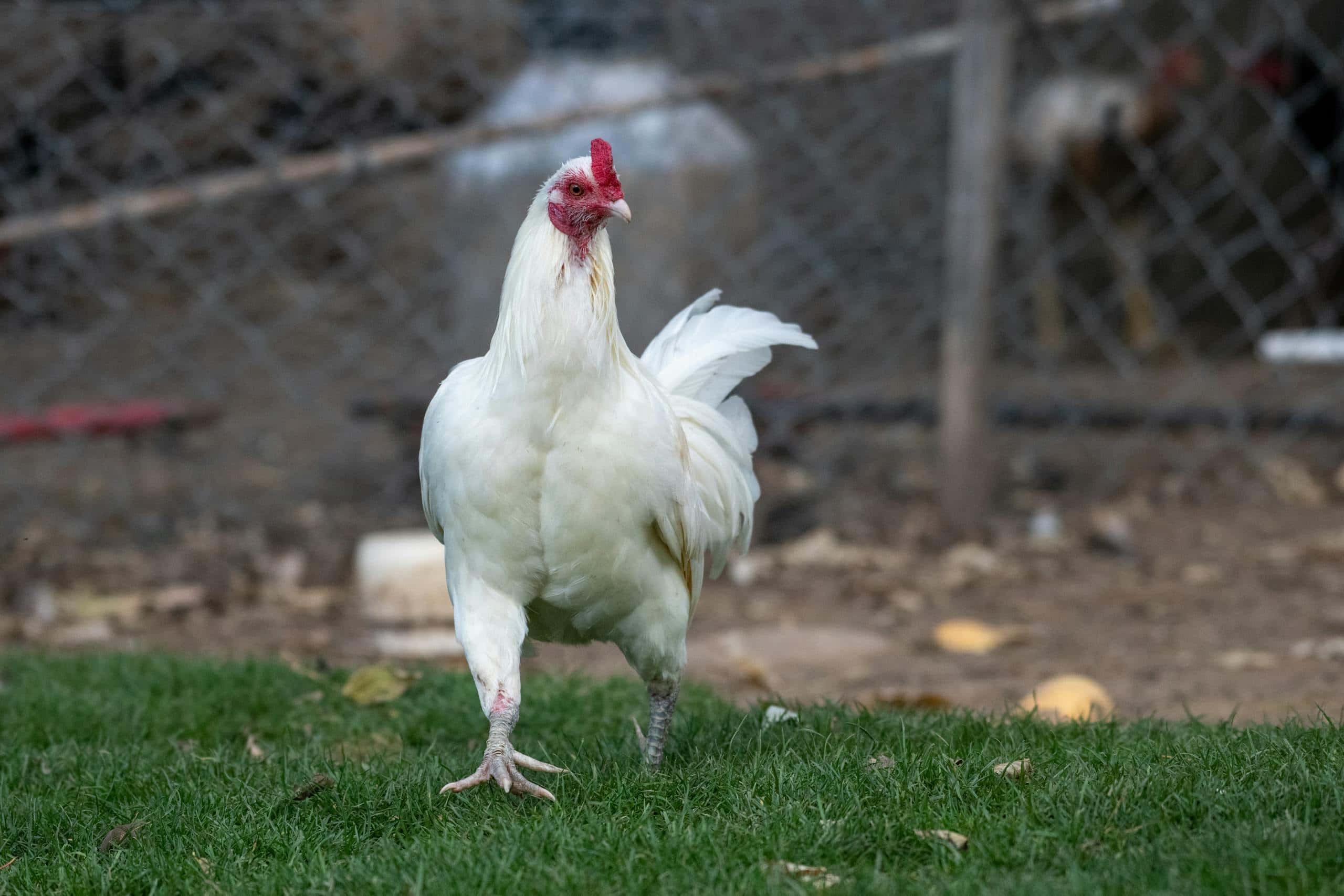How to Protect Your Backyard Chickens from Predators: A Guide to Protecting Backyard Chickens from Predators in 2024. ~ White Hen Running in the Yard