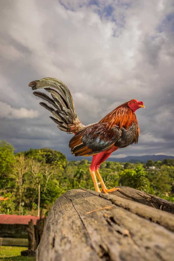 Why do roosters become mean? Black, Brown, And Red Rooster - nice rooster but looks a wee bit mean - he's not!