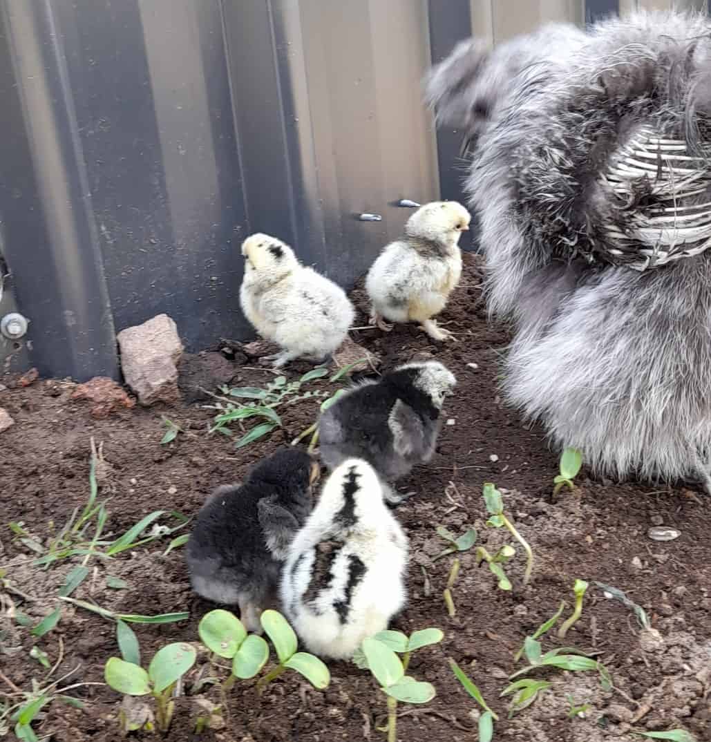 Laying Hen: from chick to hen