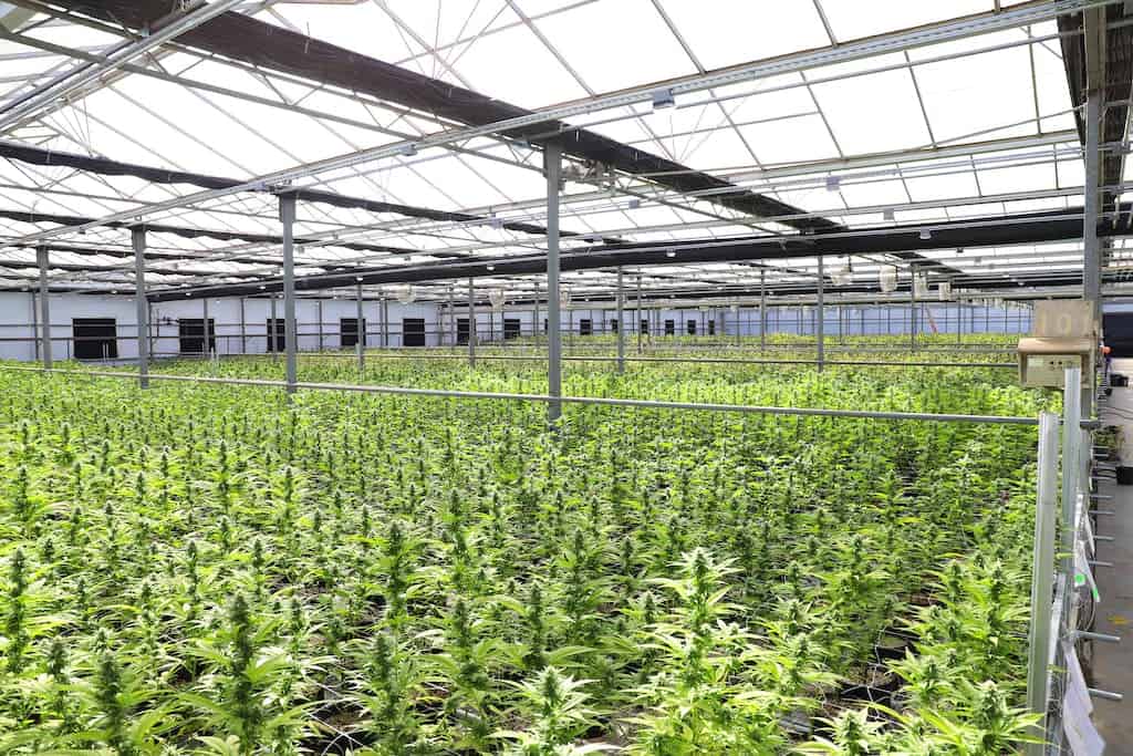 Hemp Bedding ~ Growing Green Hemp Plants Inside Greenhouse
