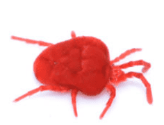 How Long Do Chickens Live? Let's do a Cluck-tactic Investigation in 2026! 3 Red mites ~ red mites live on chickens and will hope on humans but will only survive eating chickens. Lice - can live on chickens. How long do chickens live?