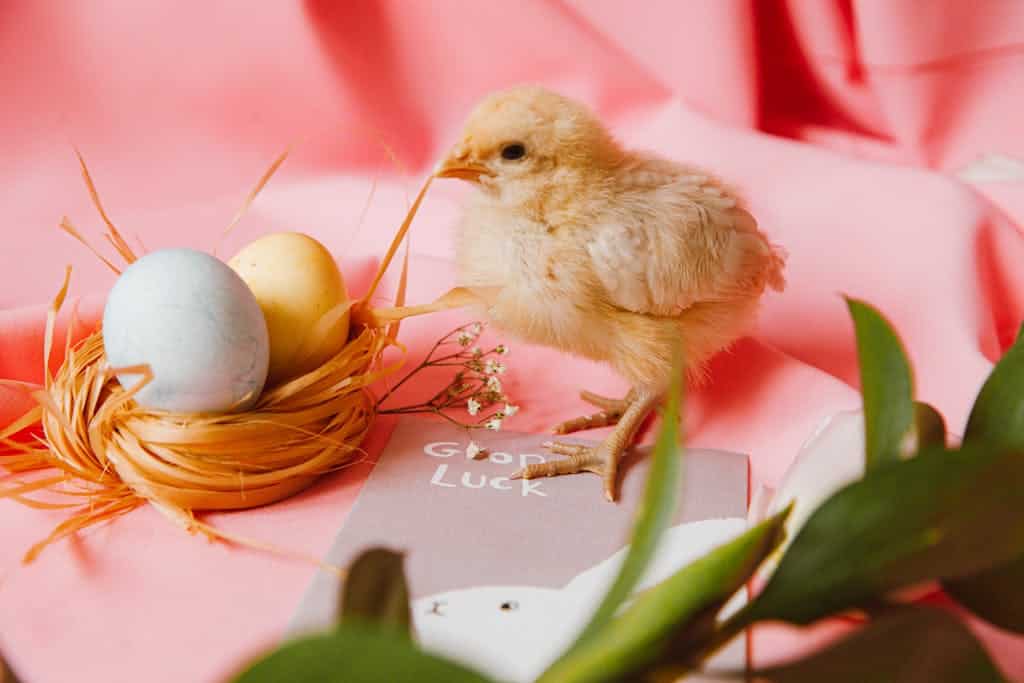 How long do chickens live? A Bird's Nestick With Two Colored Eggs Beside A Chick