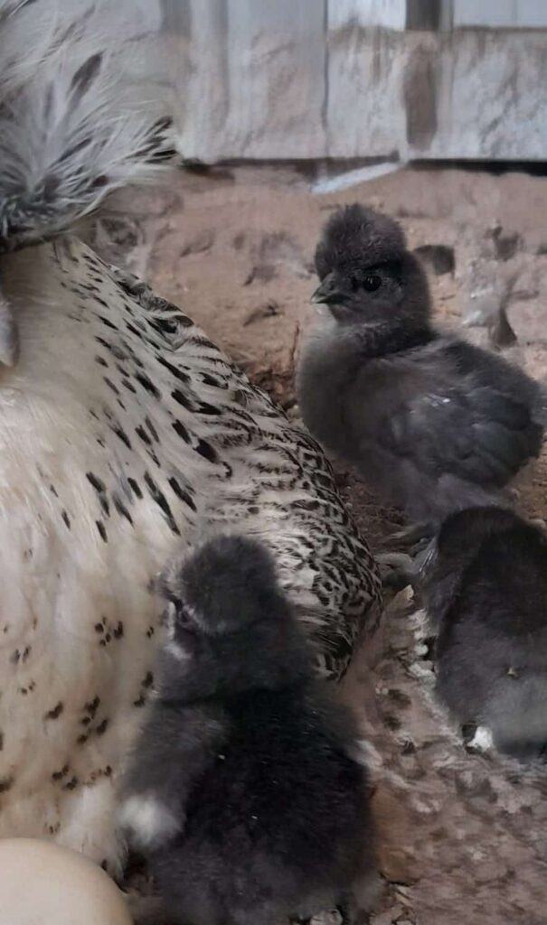 Do chickens have teeth? is the blog topic. Pictured is a Mother hen with 3 new baby chicks
