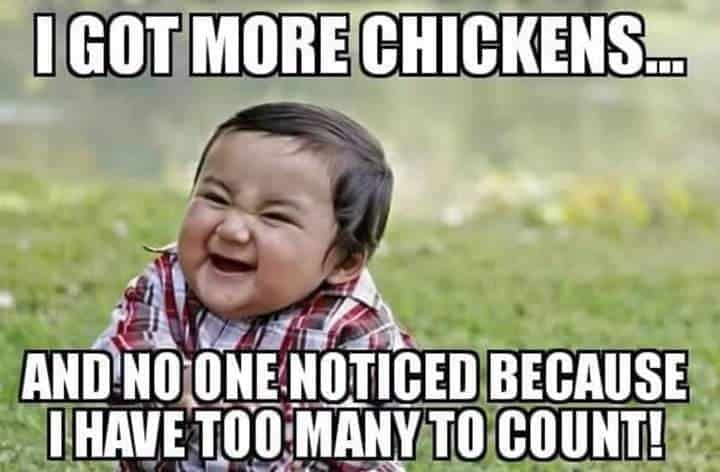 Caring for chickens - comedy skit