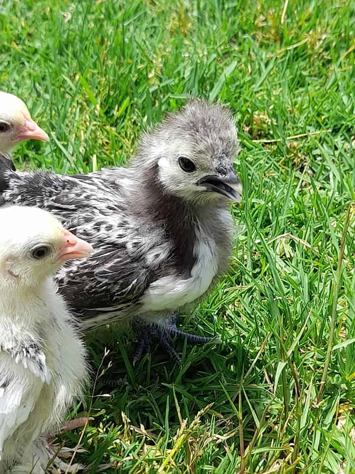 Caring for chickens - Picture of a three chickens