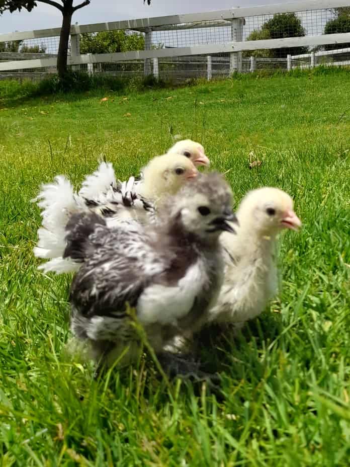 Treat Worms Fun with chickens Feathered Fun ~ Chicken fun in the backyard