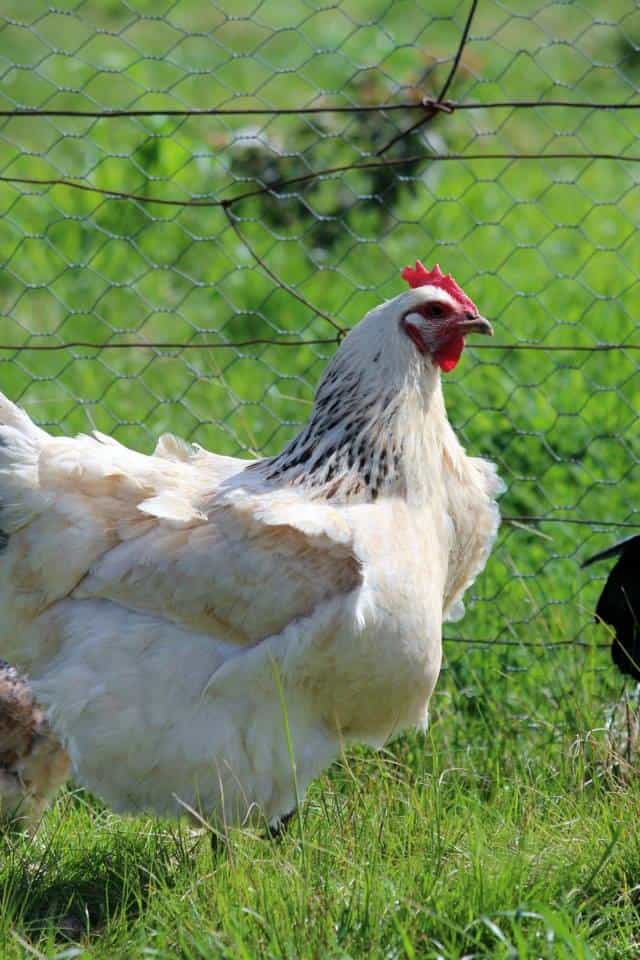 egg inside an egg ~ photo of hen that lays large eggs that sometimes contain an egg within an egg ~ strange phenomenon