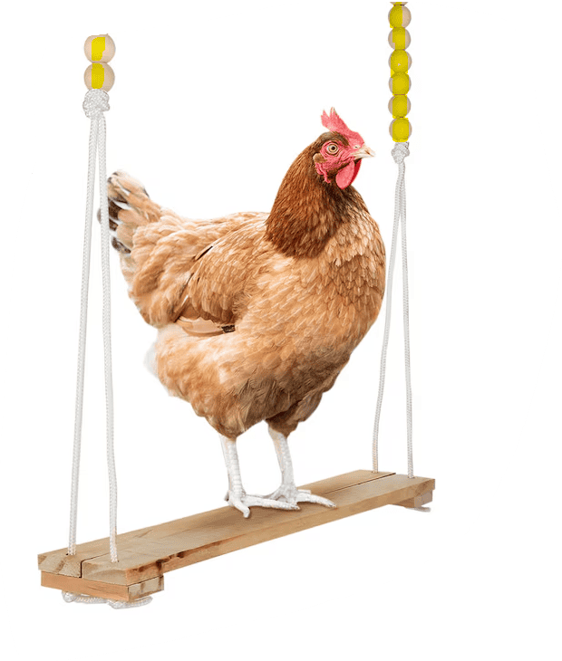 Have fun with Chickens provide a swing