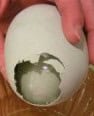 egg inside an egg 