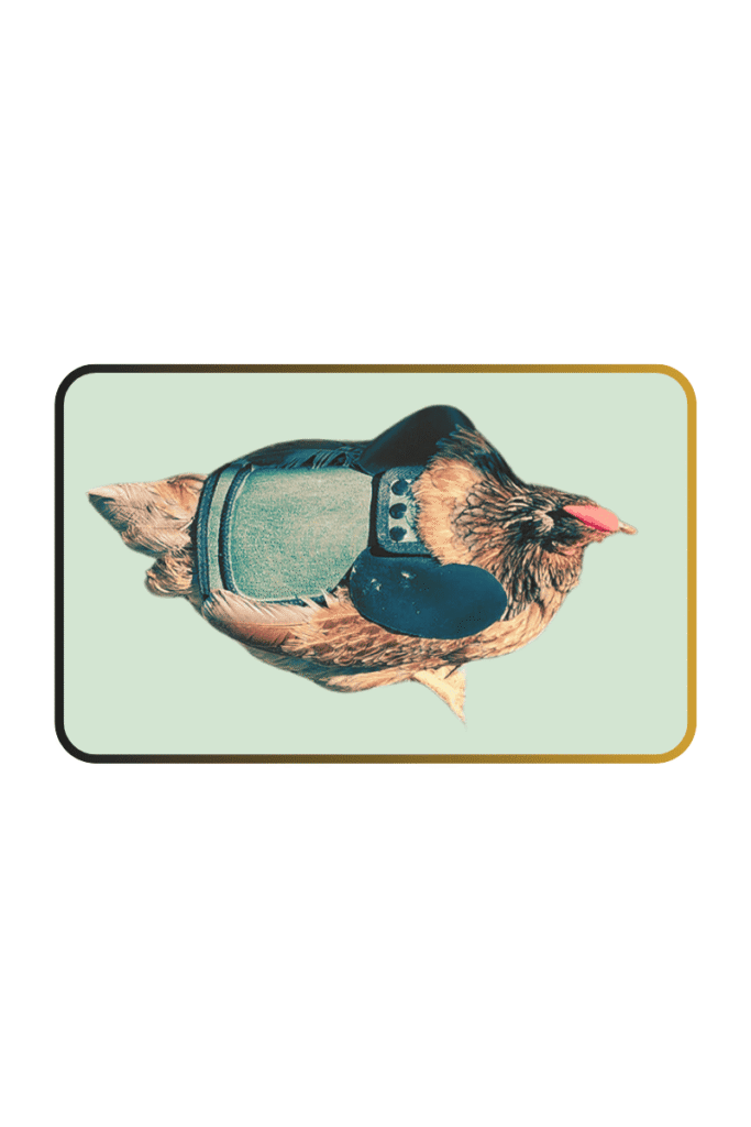 Chicken Saddle - This is a pic of a chicken wearing a protective chicken saddle. It helps the chicken stop getting pierced by the rooster during mating