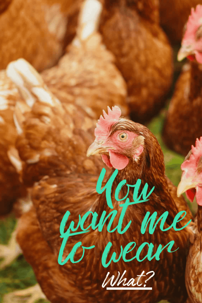 chicken saddle ~ Chickens Asking: You want me to wear what?