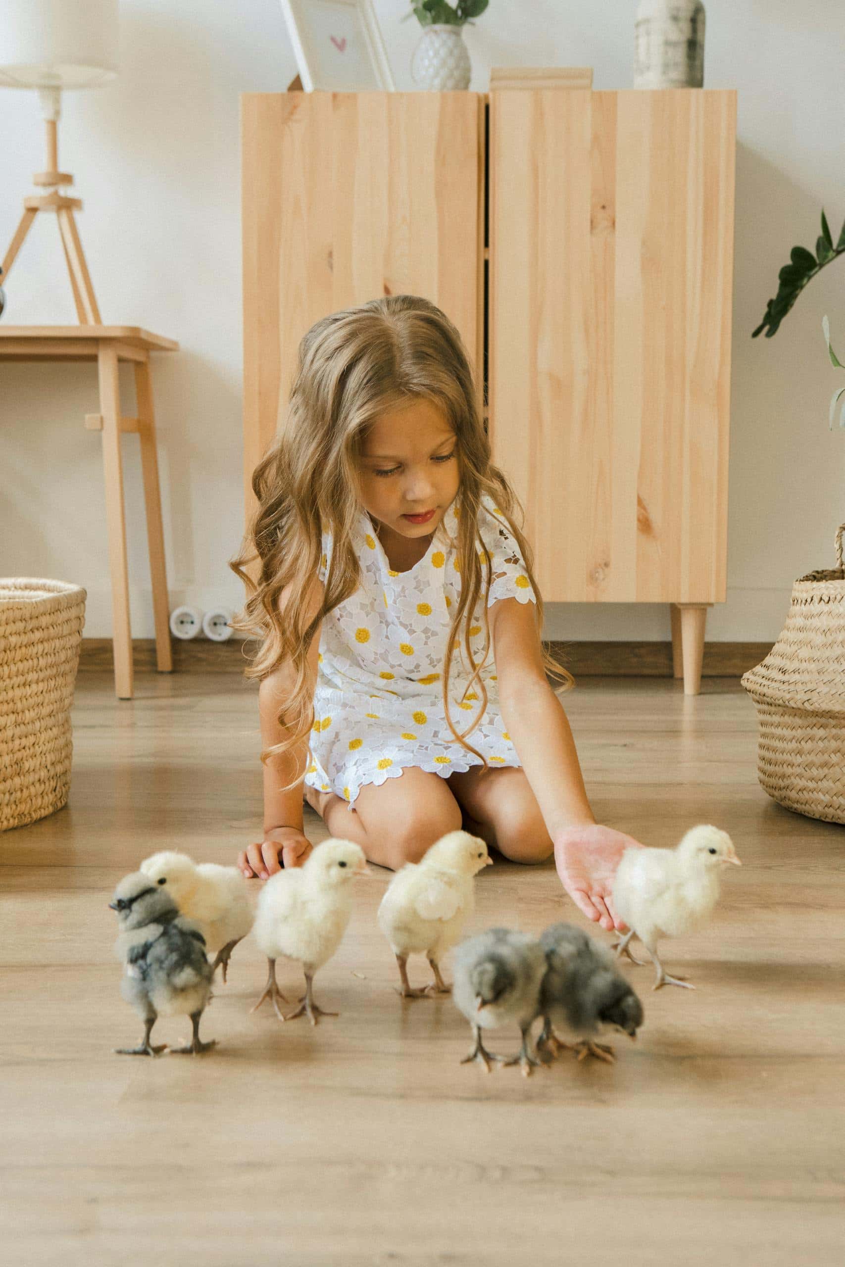 Effectively communicating with your backyard chickens ~ A young girl kneels on a wooden floor playing with a group of cute chicks indoors.