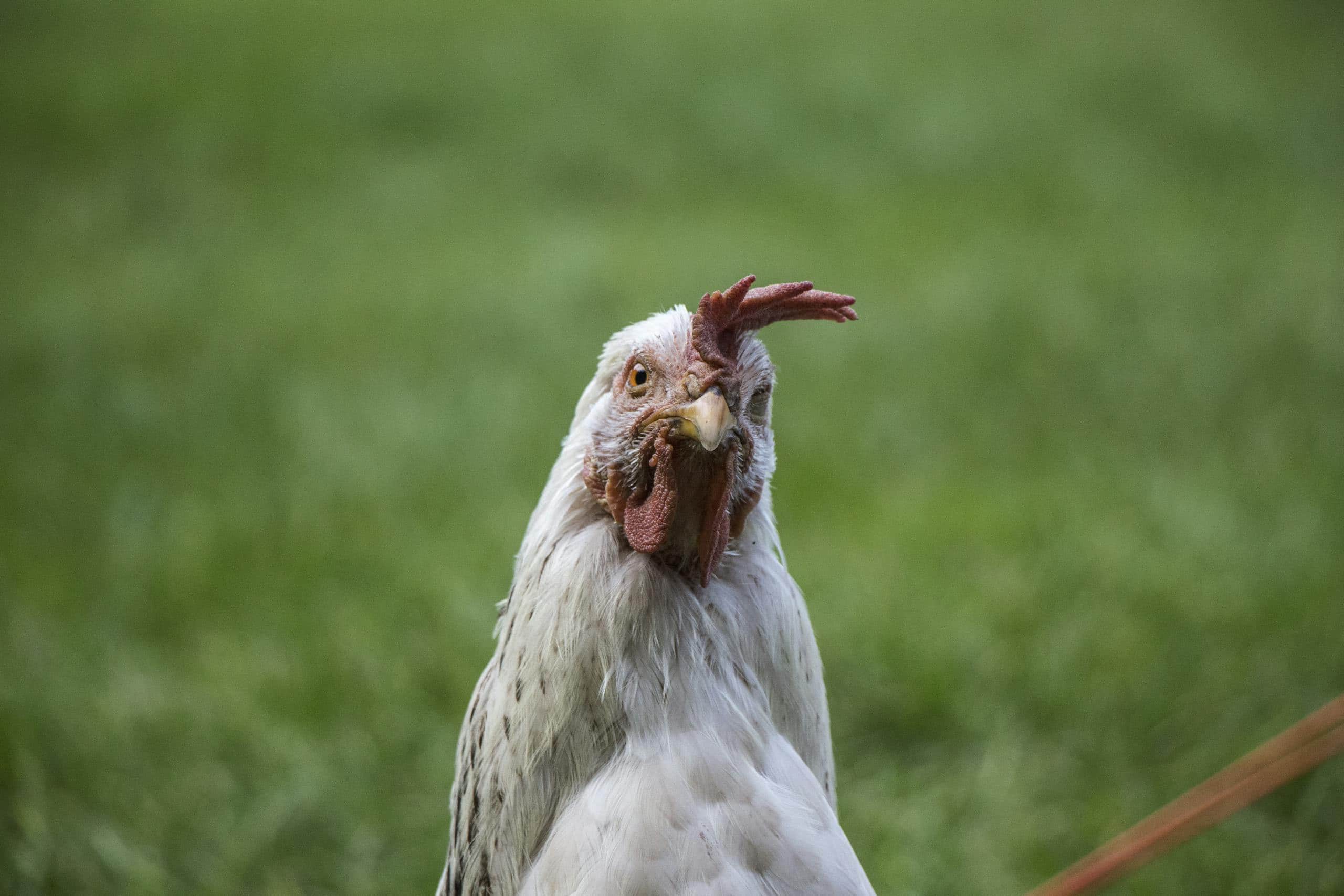 Chickens stare ` White hen photographed up close in a green grassy field on a sunny day.